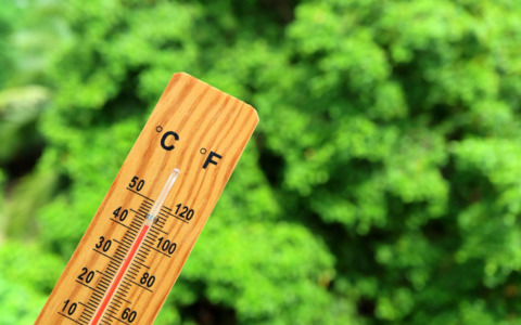 Petizione per salvare sette alberi storici a Dergano