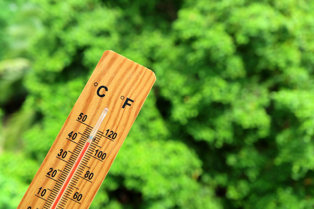 Petizione per salvare sette alberi storici a Dergano
